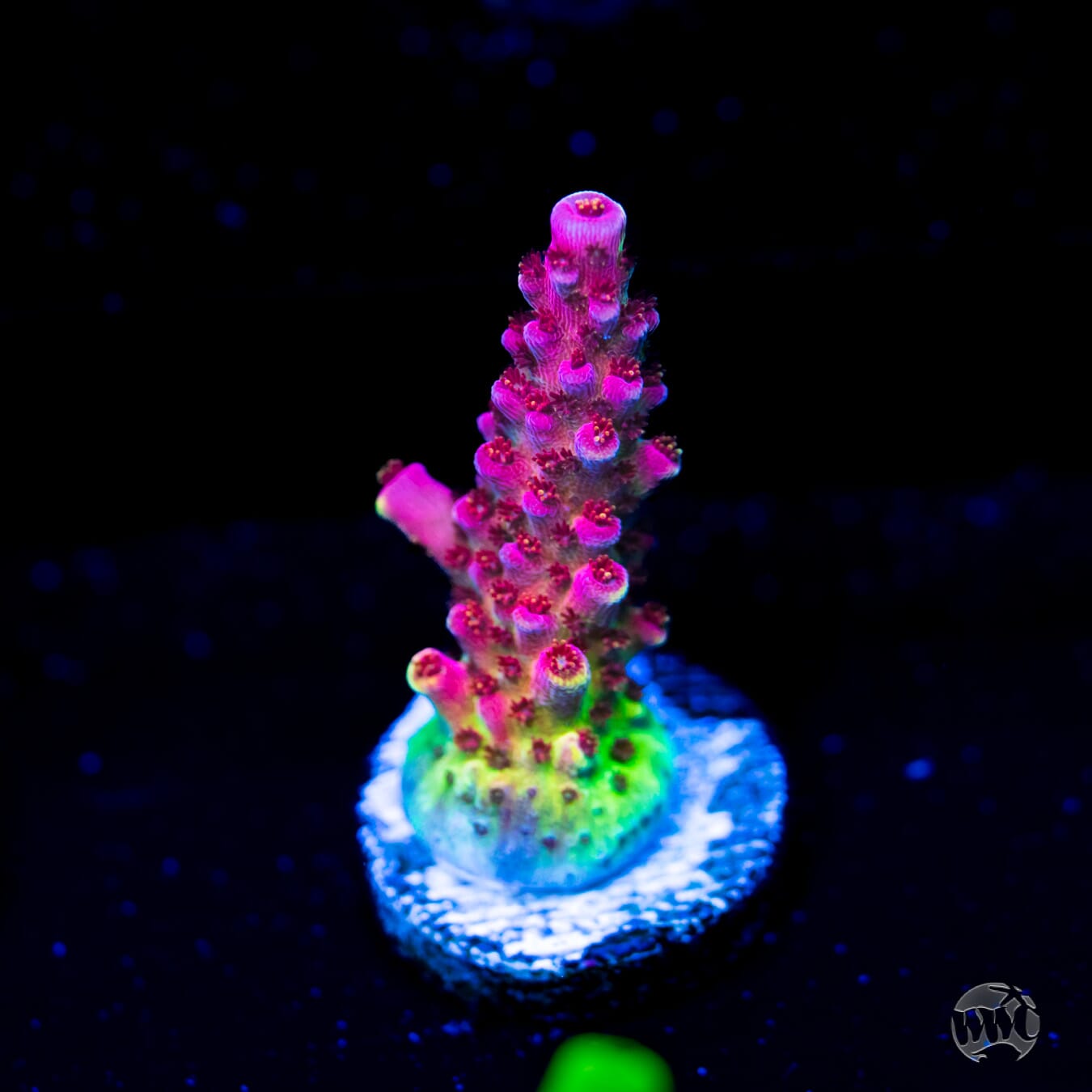 WWC Red Bull Acropora