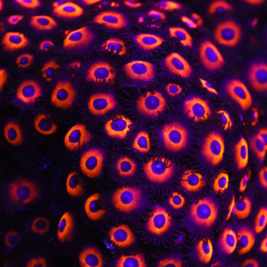WWC Red Bull Zoanthids - Mother Colony Photo