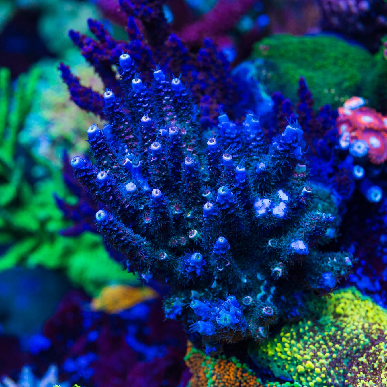 WWC Sabotage Tenuis Acropora - Mother Colony