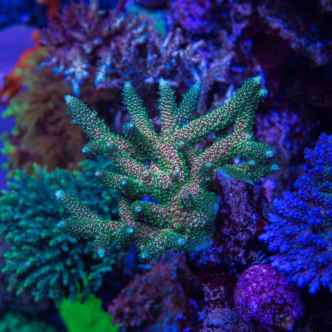 WWC Sleepy Hollow Mille Acropora - Mother Colony Photo