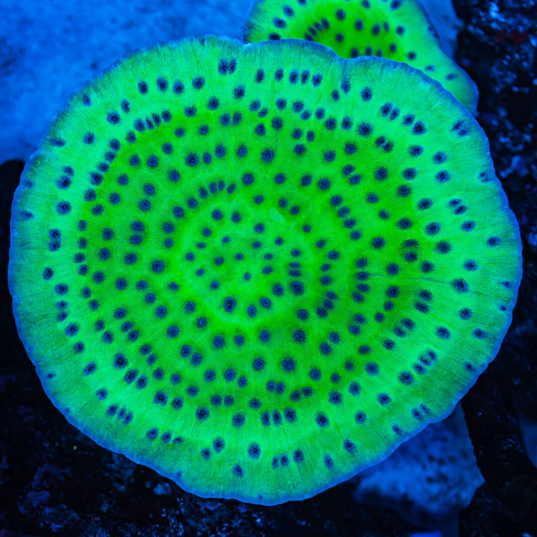 WWC Sour Grapes Chalice - Mother Colony