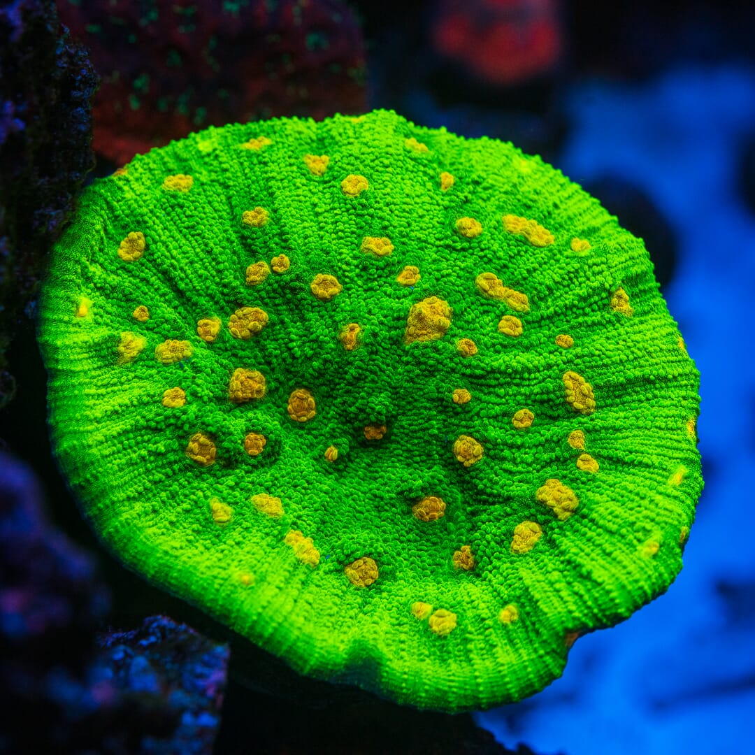 WWC Space Invader Mycedium Chalice - Mother Colony Photo