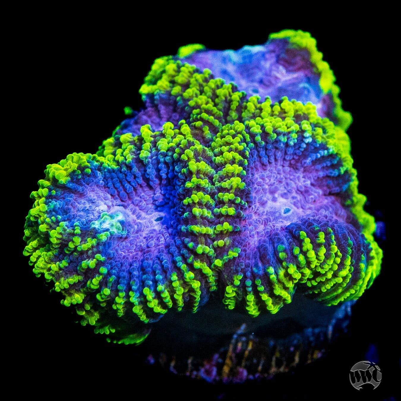 WWC Space Monkey Favia Coral