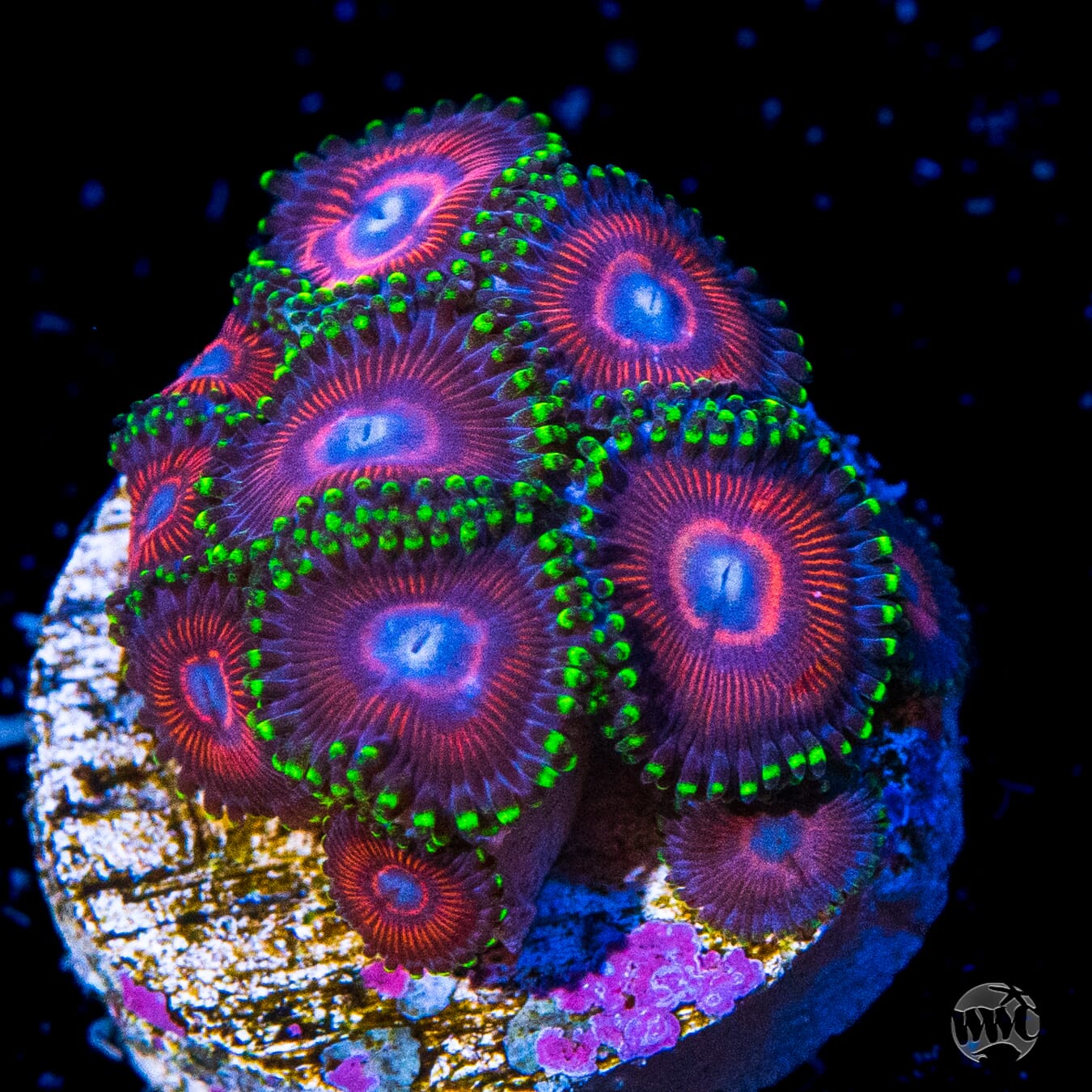 WWC Space Queen Zoanthids