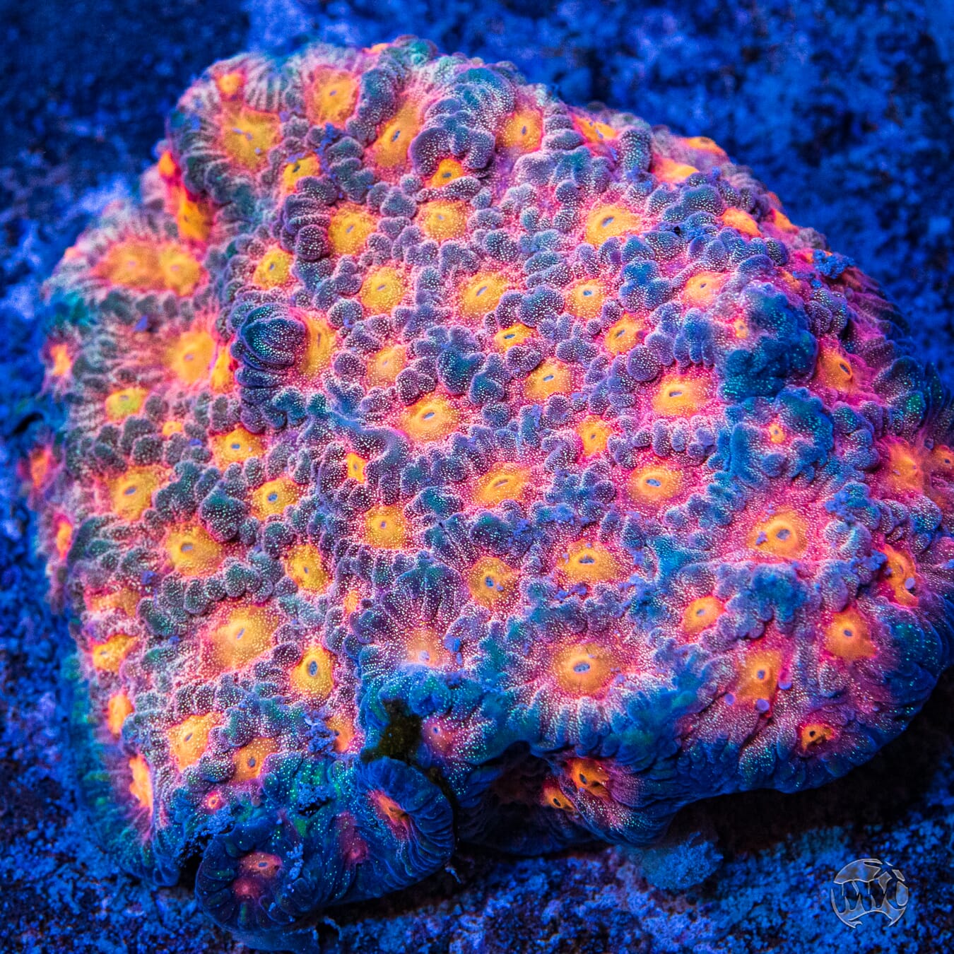 WWC Starlight Favites - Mother Colony