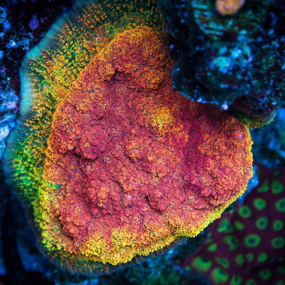 WWC Stellaria Chalice Coral