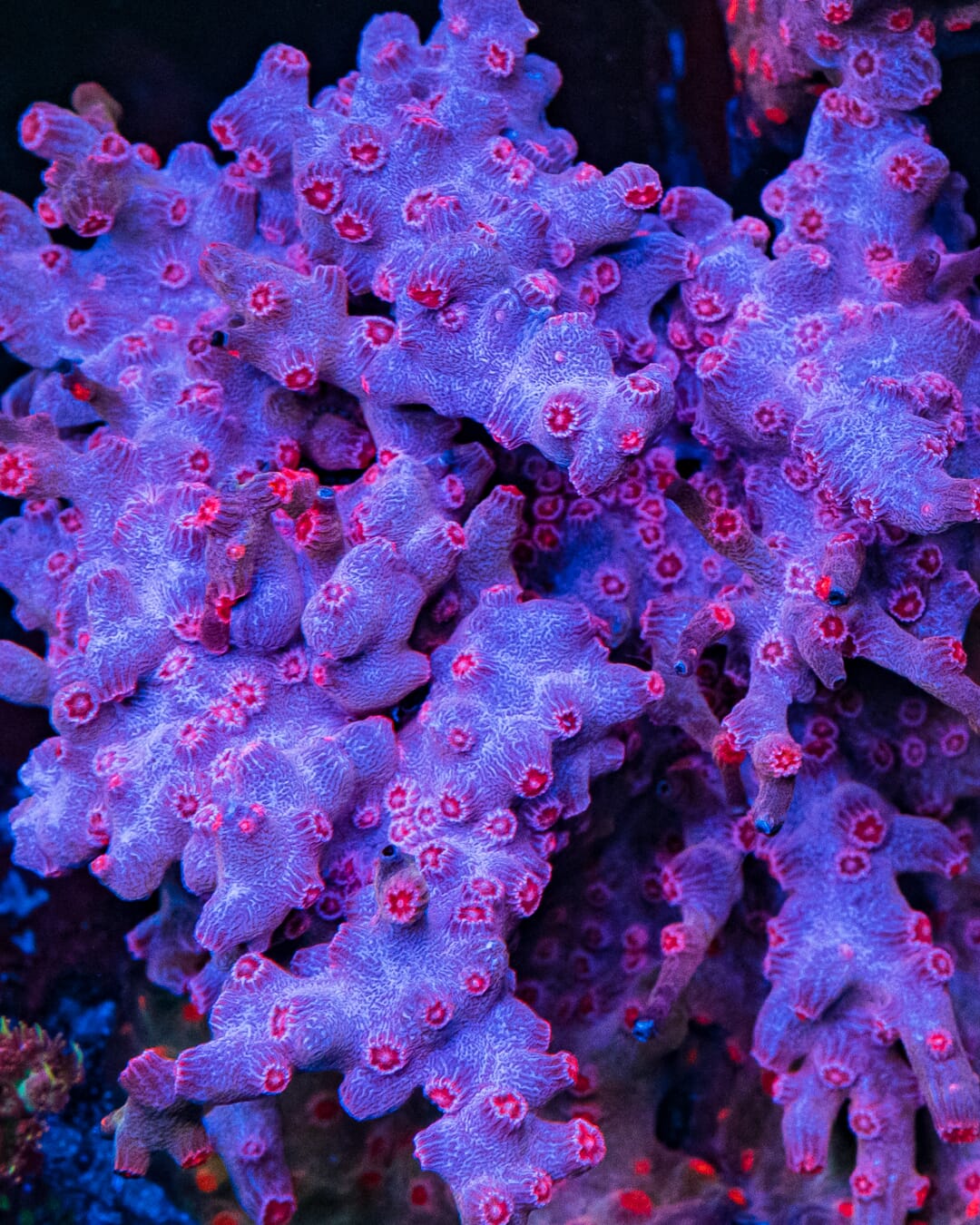 WWC Strawberry Branching Cyphastrea - Mother Colony