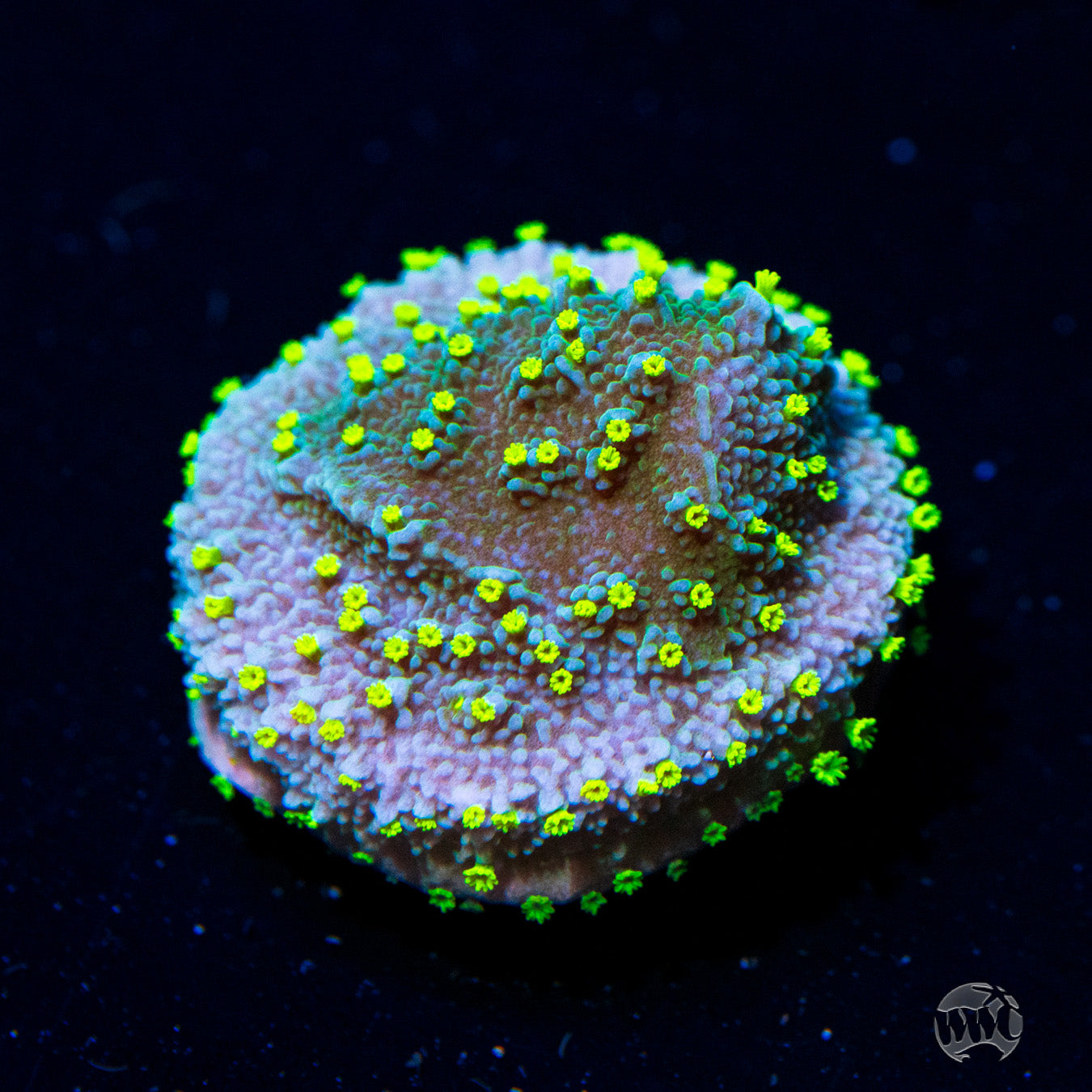 WWC Street Lights Montipora Coral