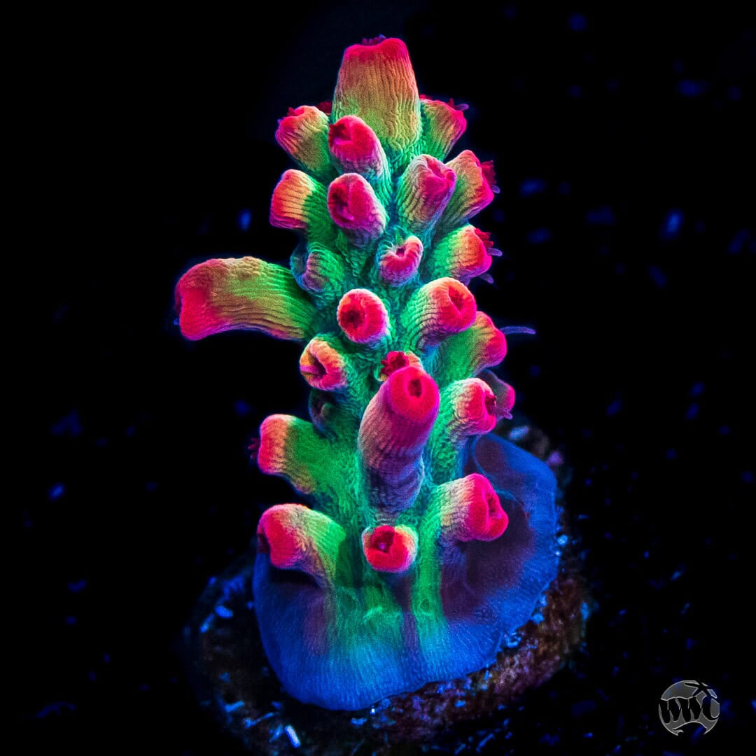 WWC Striptease Acropora