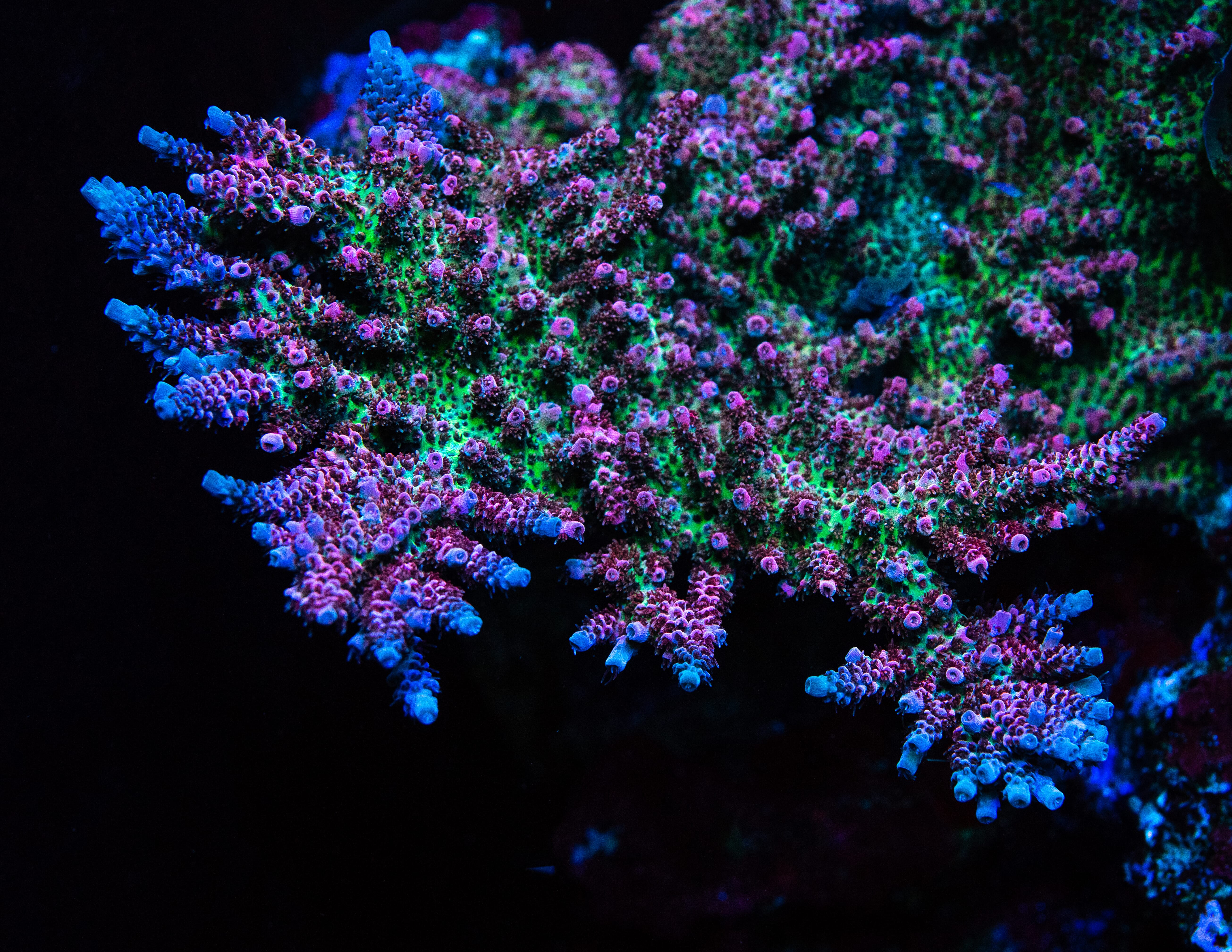 WWC Suicide Squad Acropora - Mother Colony