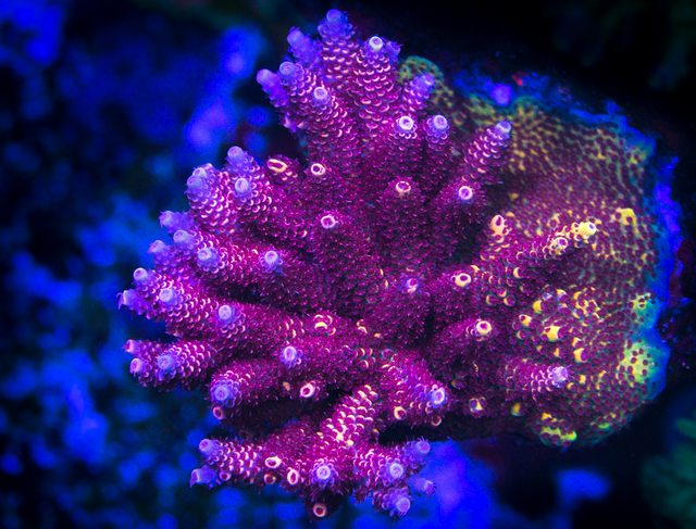 WWC Super Red Polyp Clathrata Acropora