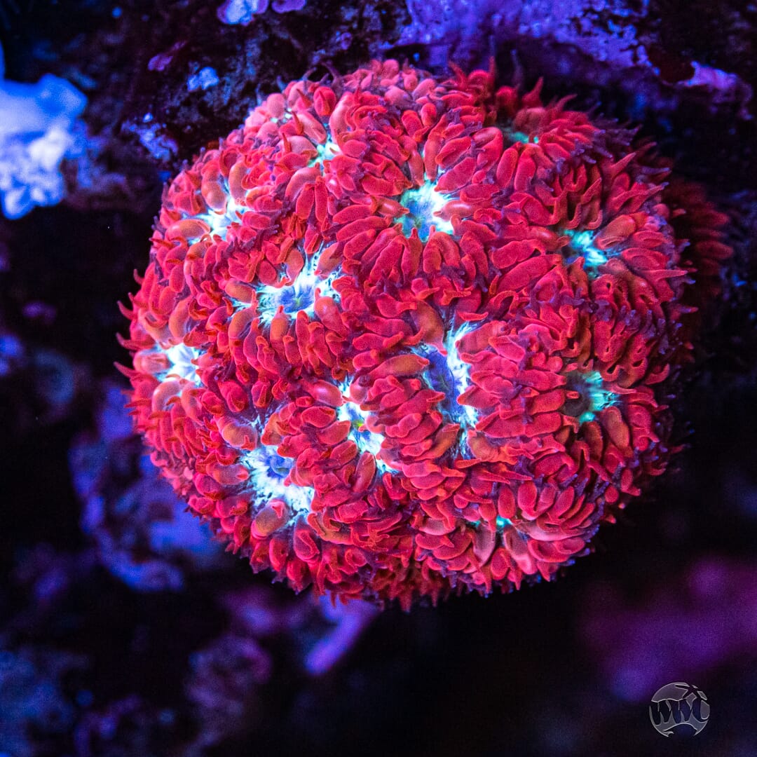 WWC Superman Merletti Blastomussa Coral