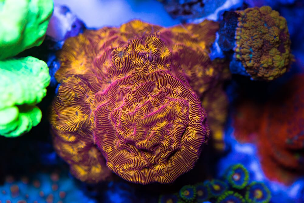WWC Tan Lady Leptoseris Coral