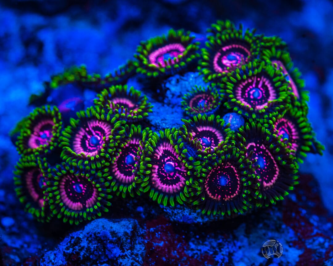 WWC Taser Zoanthids - Mother Colony