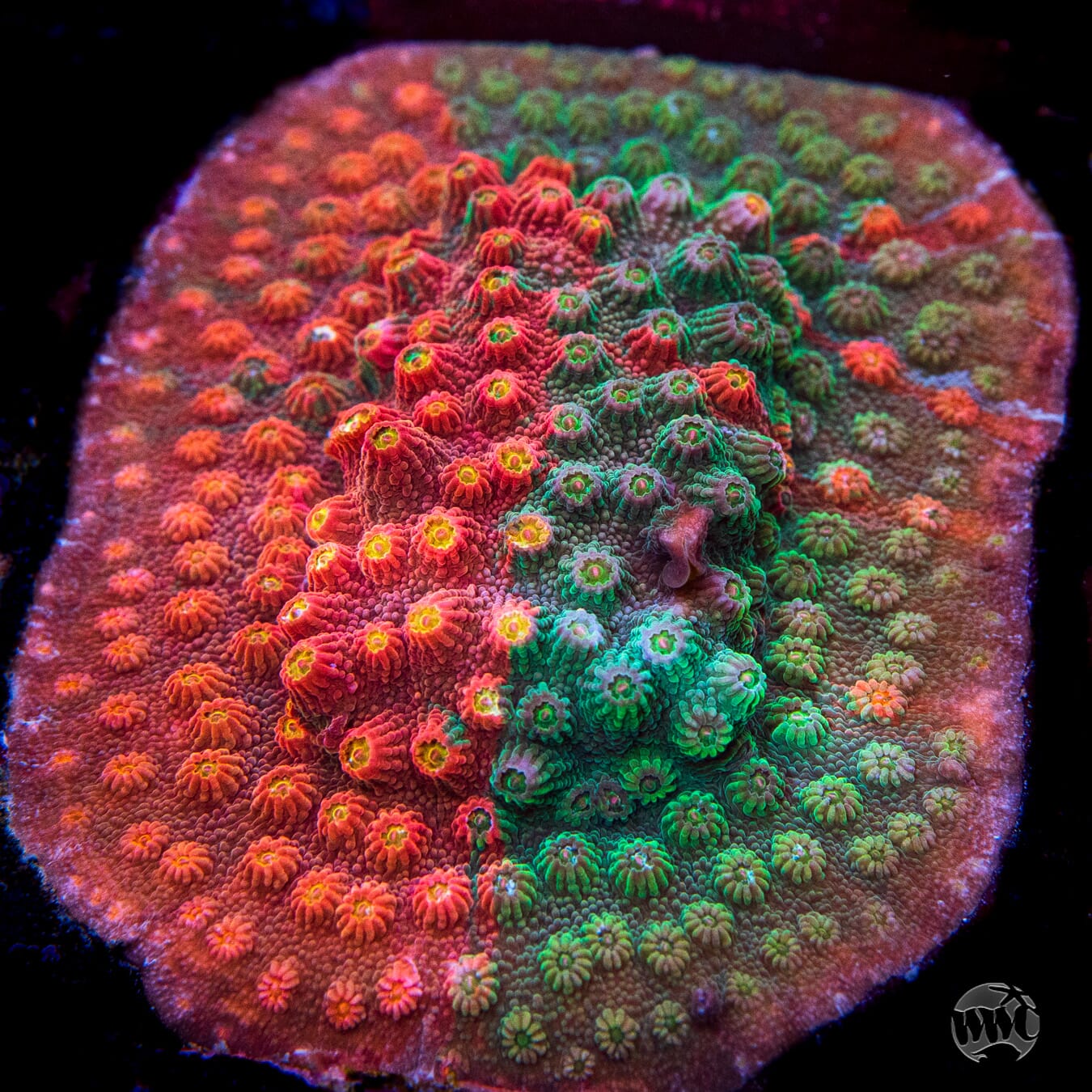 WWC Tutti Fruiti Grafted Cyphastrea Coral