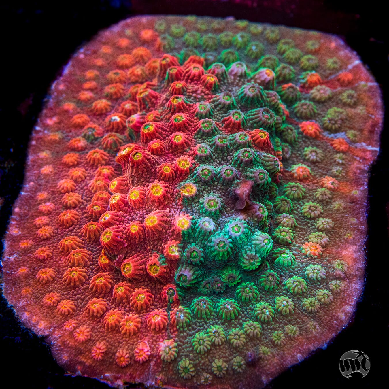WWC Tutti Fruiti Grafted Cyphastrea - Mother Colony