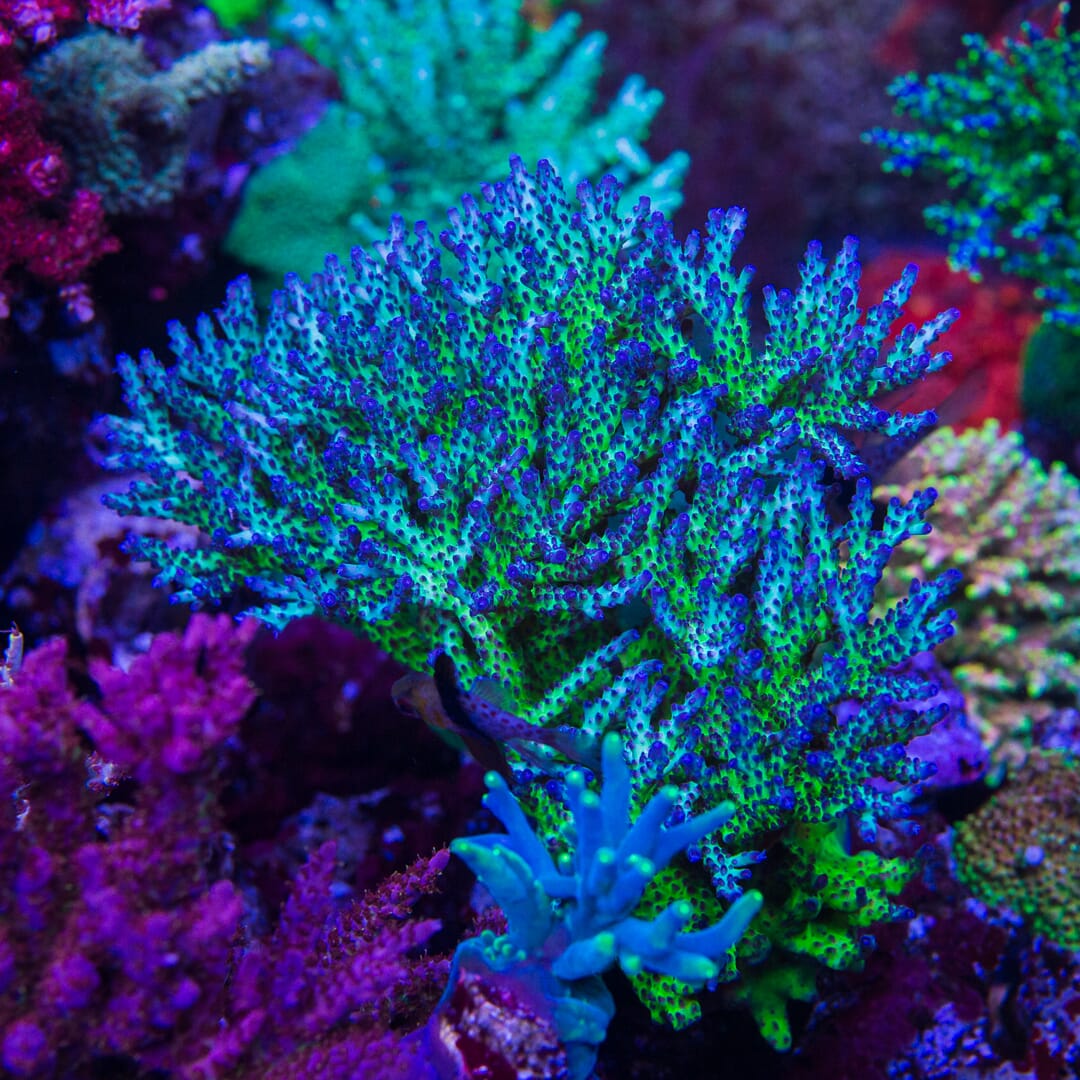 WWC Twig and Berries Acropora - Mother Colony