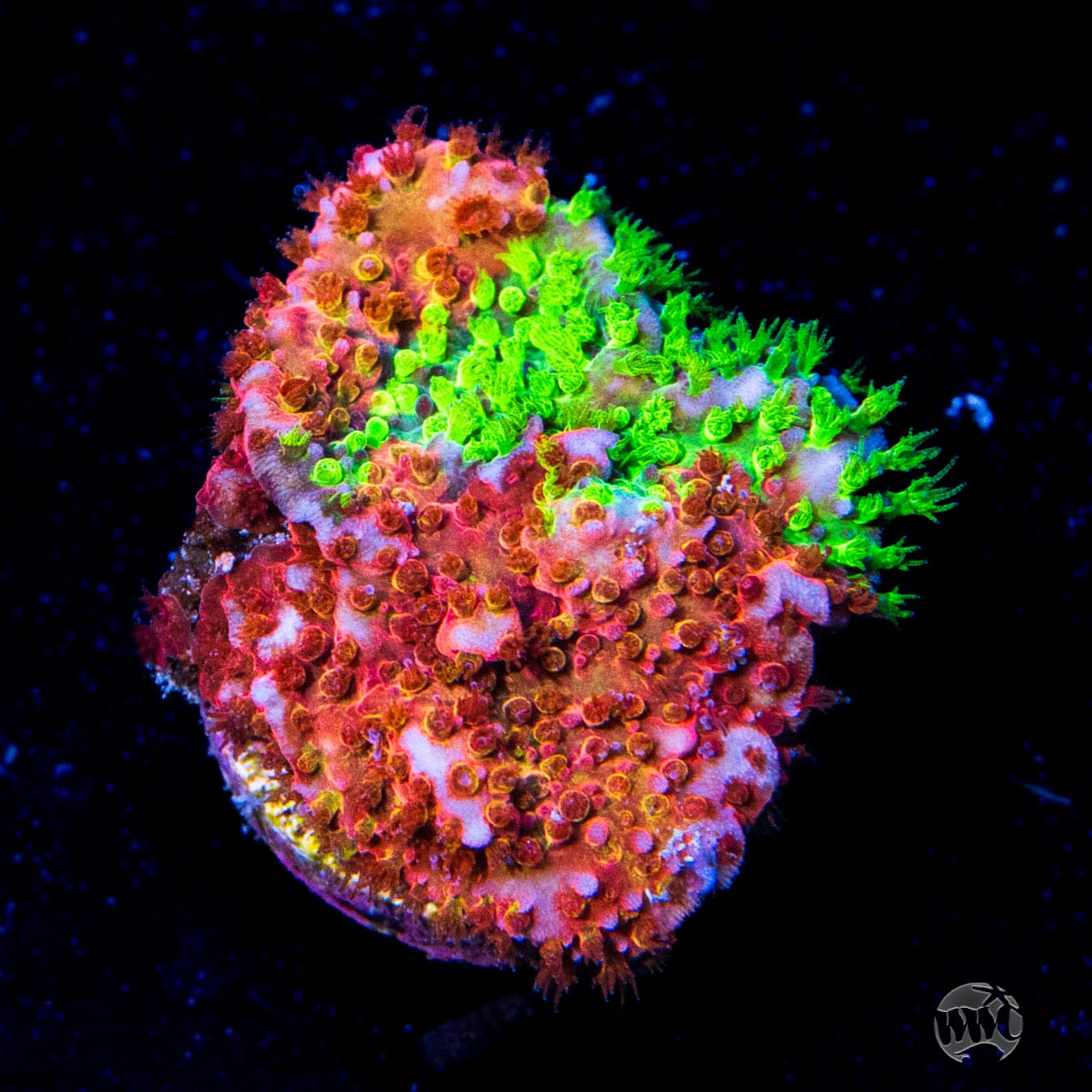 WWC Two Face Stylocoeniella Coral