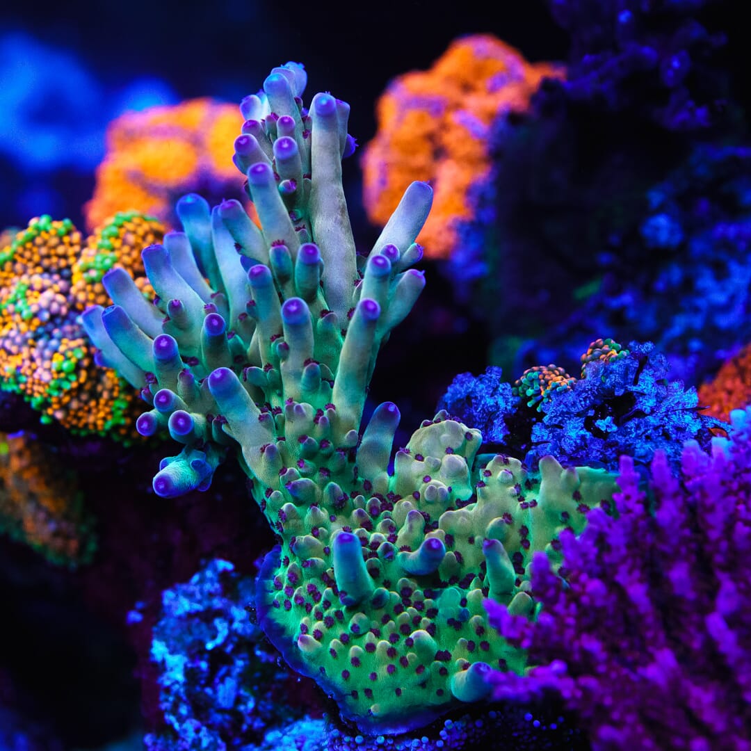 WWC Vics Granulosa Acropora - Mother Colony