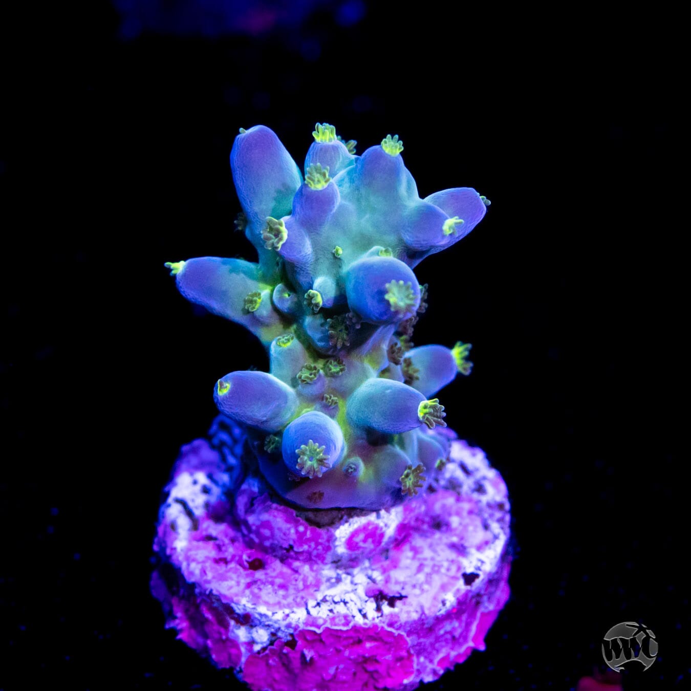 WWC Viper Sting Acropora - Daylight Photo