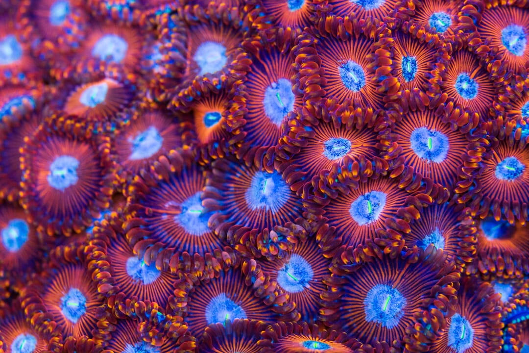 WWC Warlock Zoanthids - Mother Colony Photo