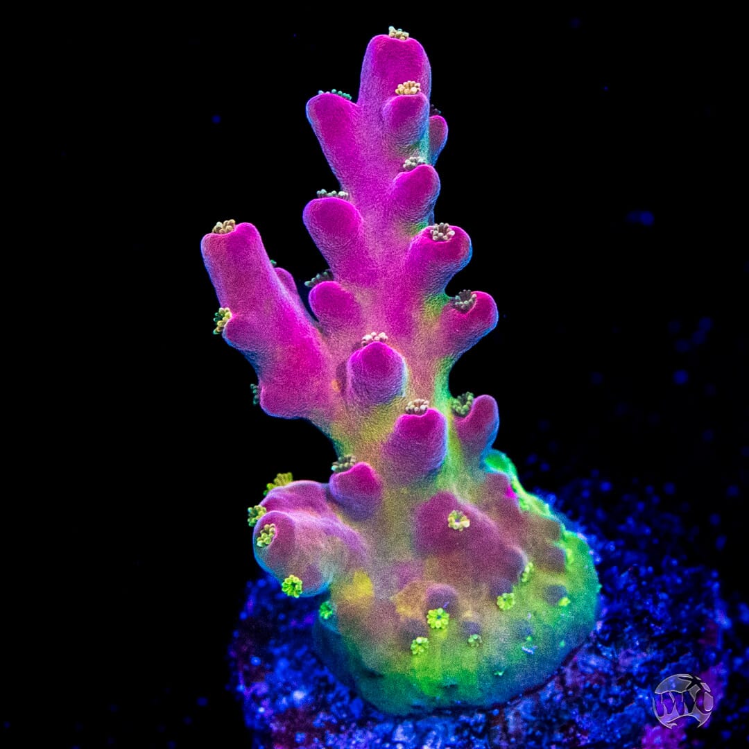 WWC Whiplash Acropora