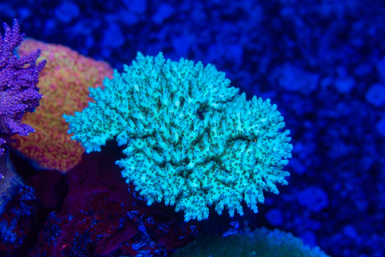 WWC White Walker Acropora - Mother Colony