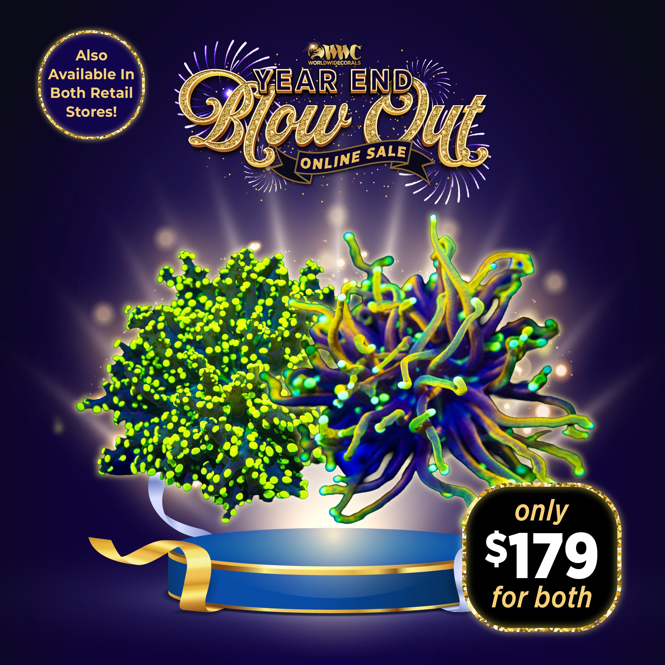 Happy Holidays Euphyllia Pack