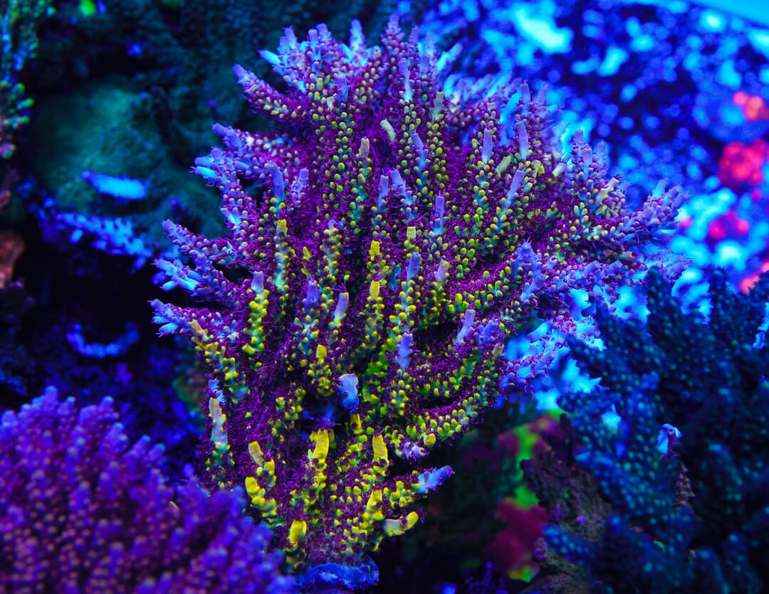 WWC Yellow Fever Acropora - Mother Colony