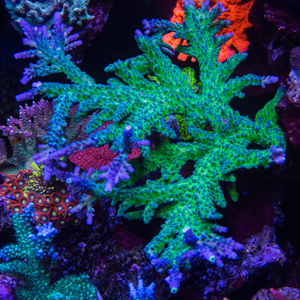 WWC Yellow Tips Austera Acropora