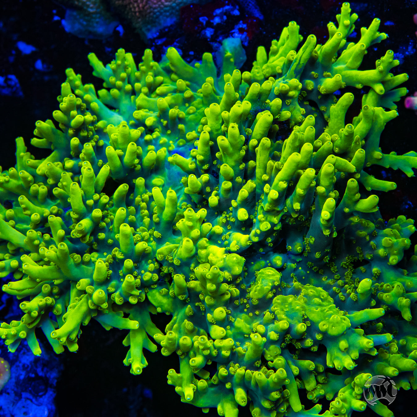 WWC Yodaz Acropora
