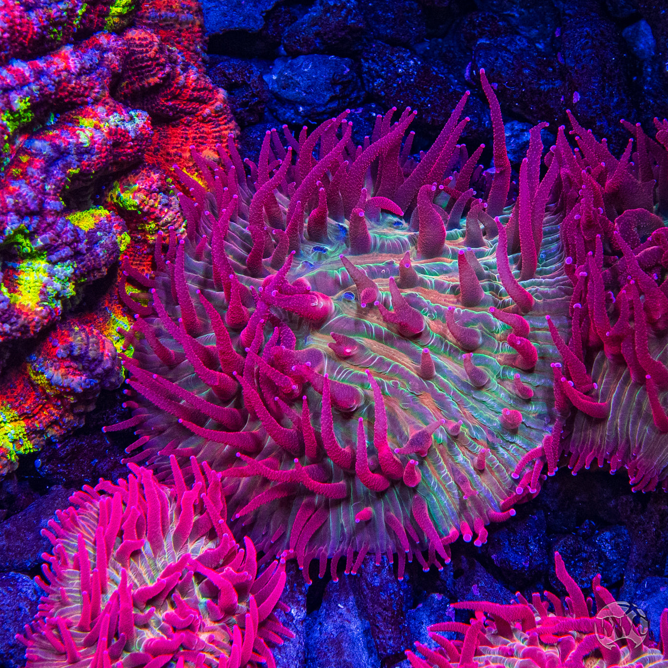 coral reef  WWC Zombie Apocolypse Diaseris Plate Coral