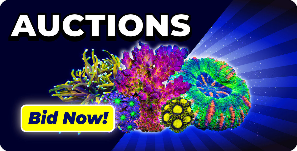 World Wide Corals