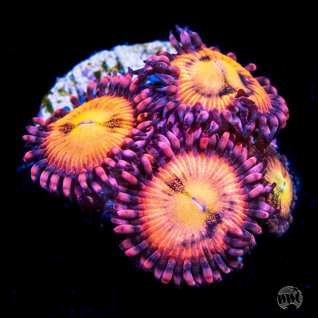 WWC Halle Berry Zoanthids