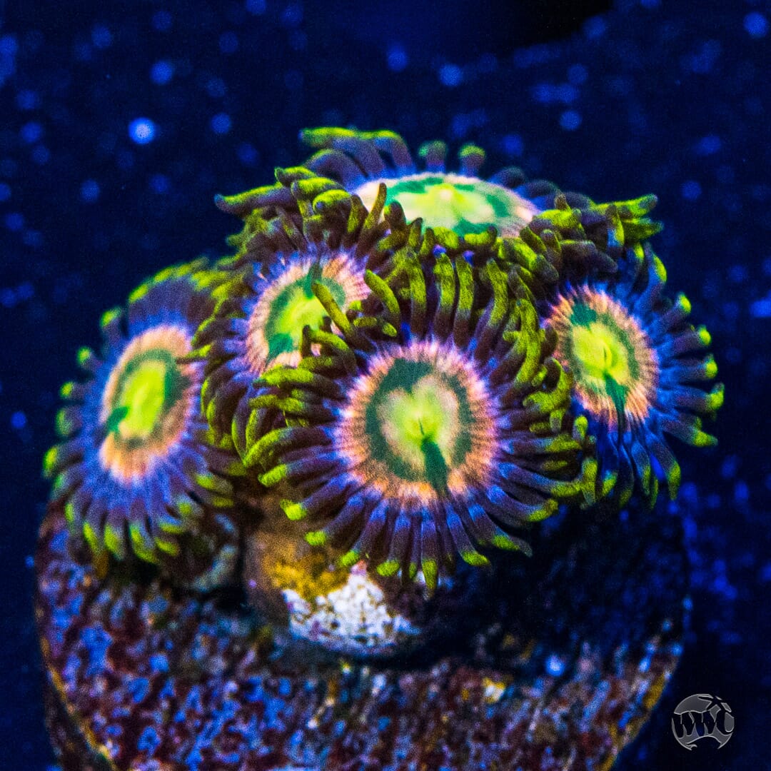 WWC Laser Lemon Zoanthids