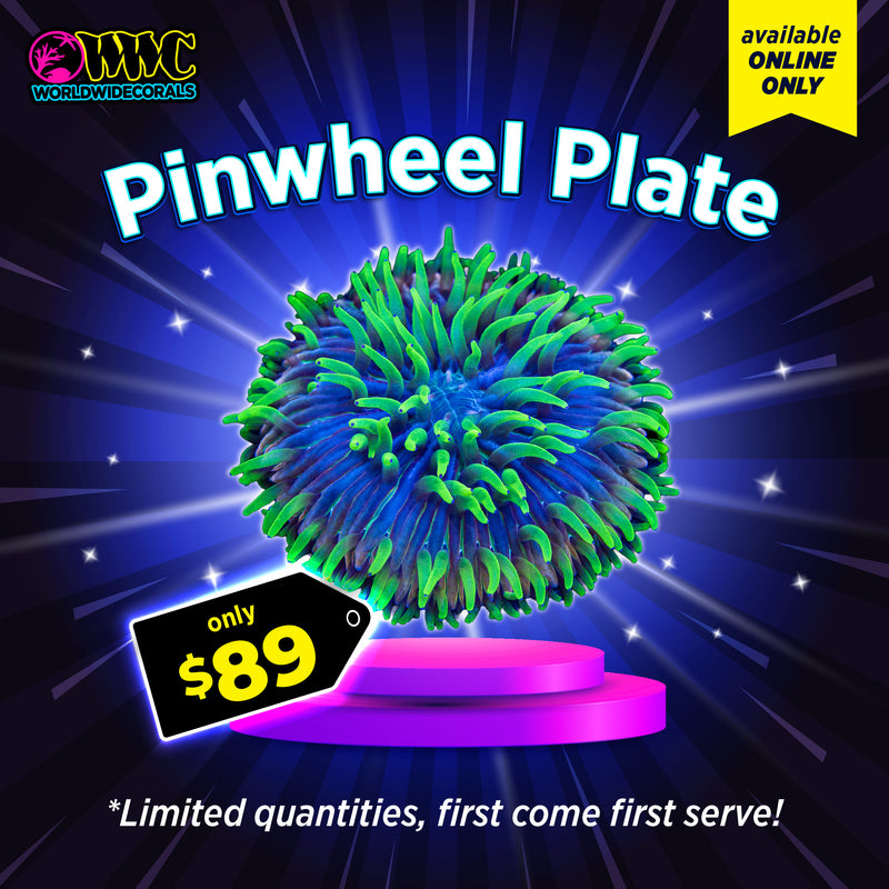 WWC Feature Friday - Pinwheel Plate