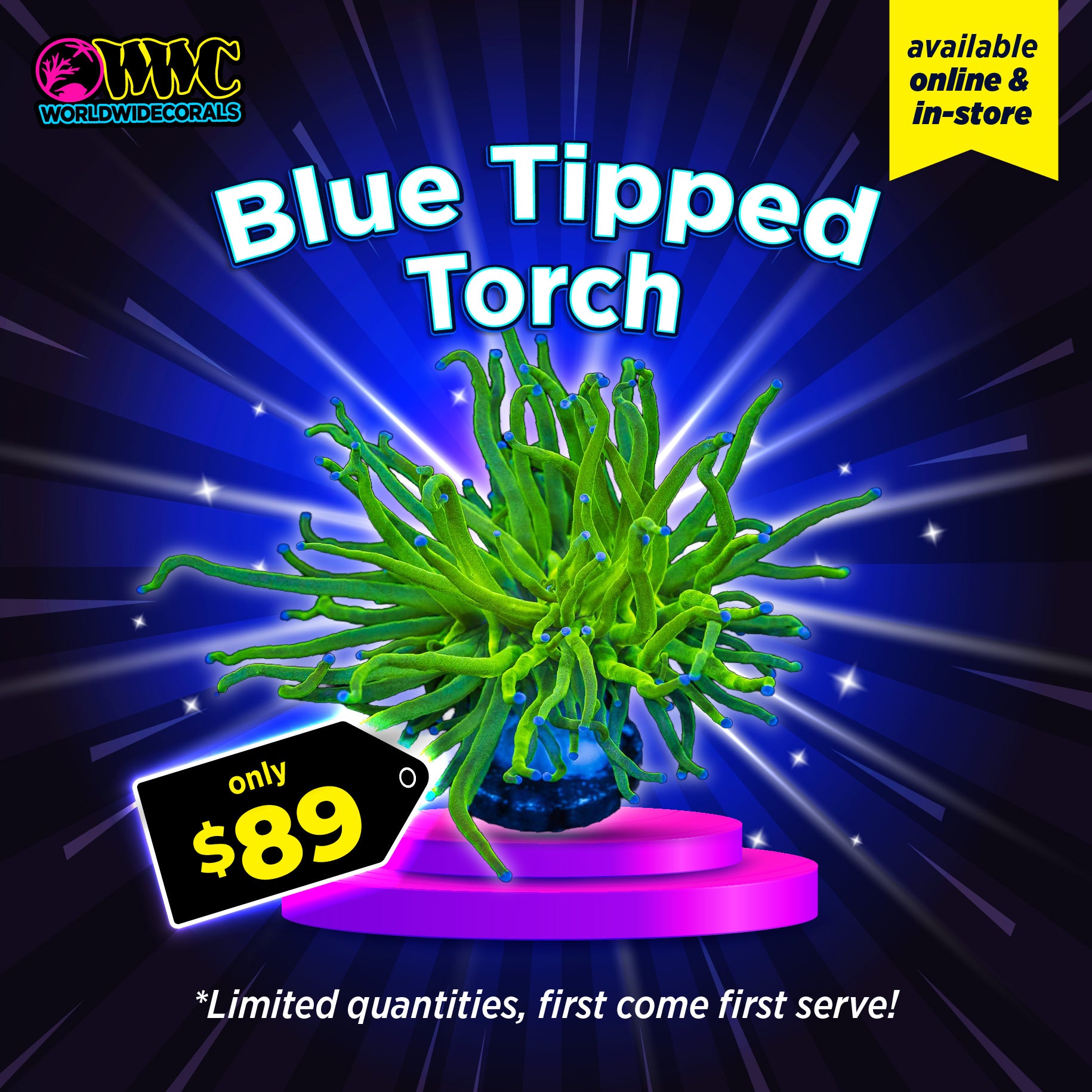 WWC Feature Friday - Blue Tipped Torch