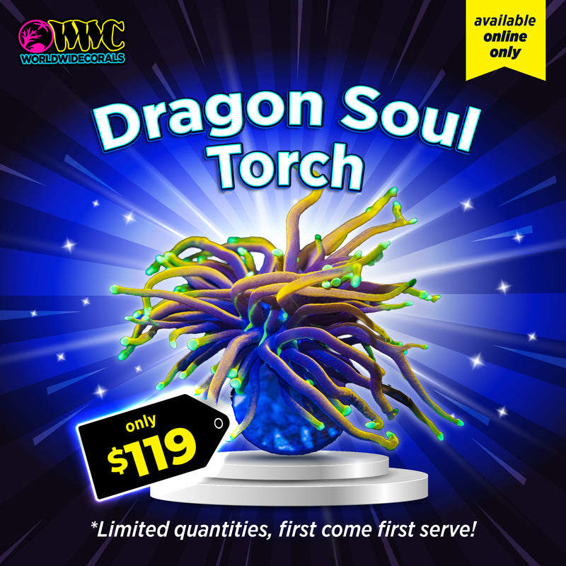 WWC Feature Friday - Dragon Soul Torch