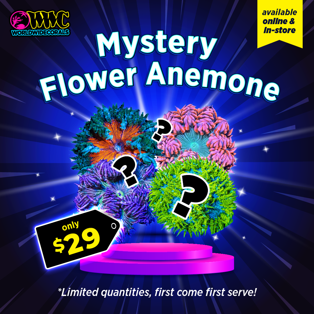 WWC Feature Friday - Mystery Flower Anemone!