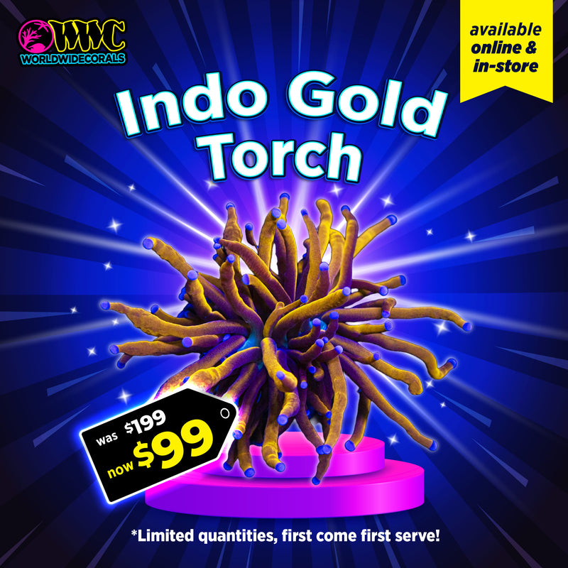 WWC Feature Friday - Indo Gold Torch