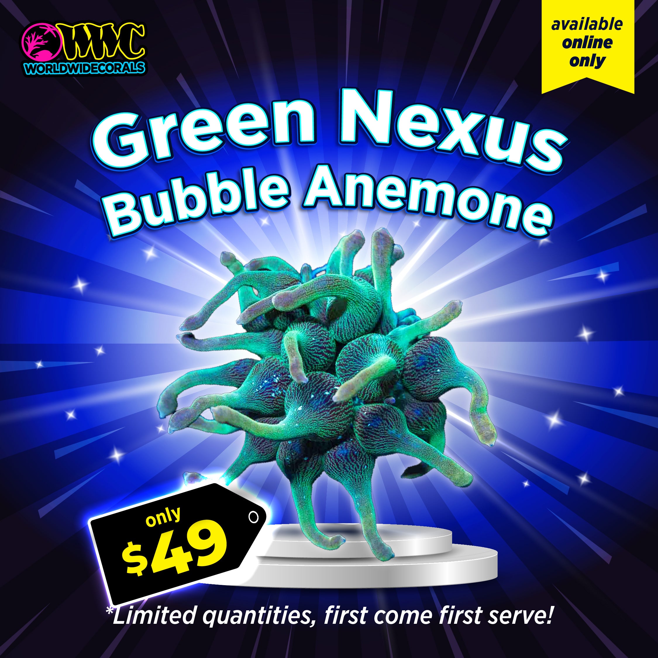 WWC Feature Friday - Green Nexus Bubble Anemone
