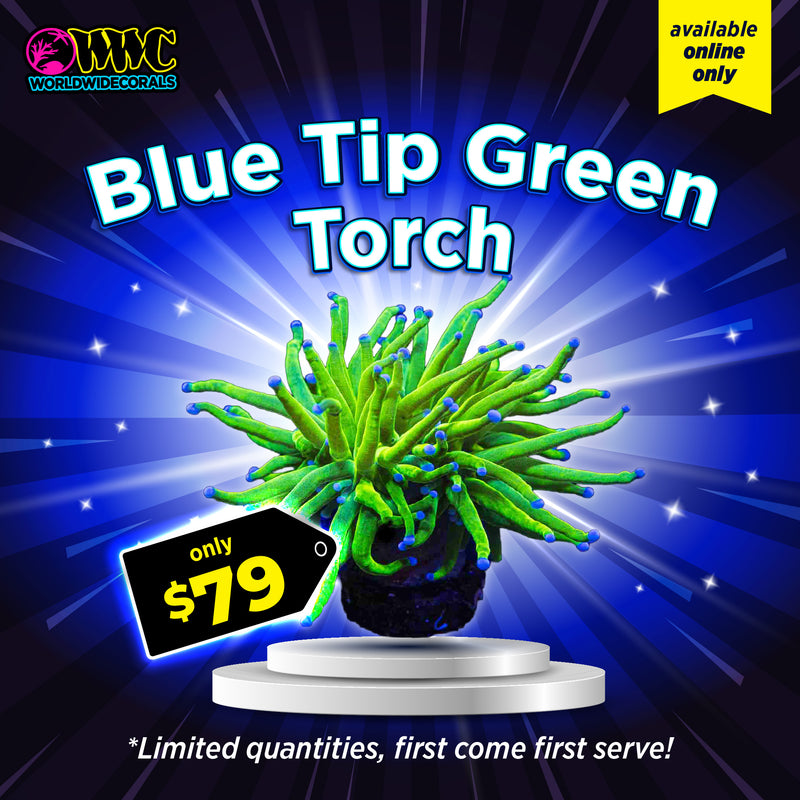 WWC Feature Friday - Blue Tip Green Torch