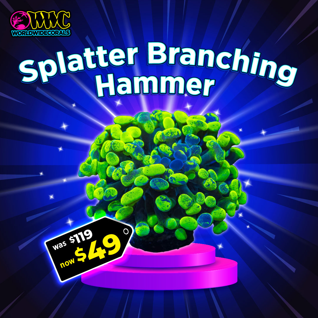 Splatter Hammer Coral
