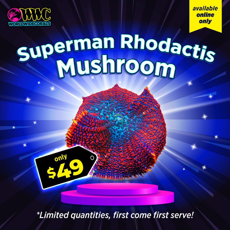 WWC Feature Friday - Superman Rhodactis Mushroom