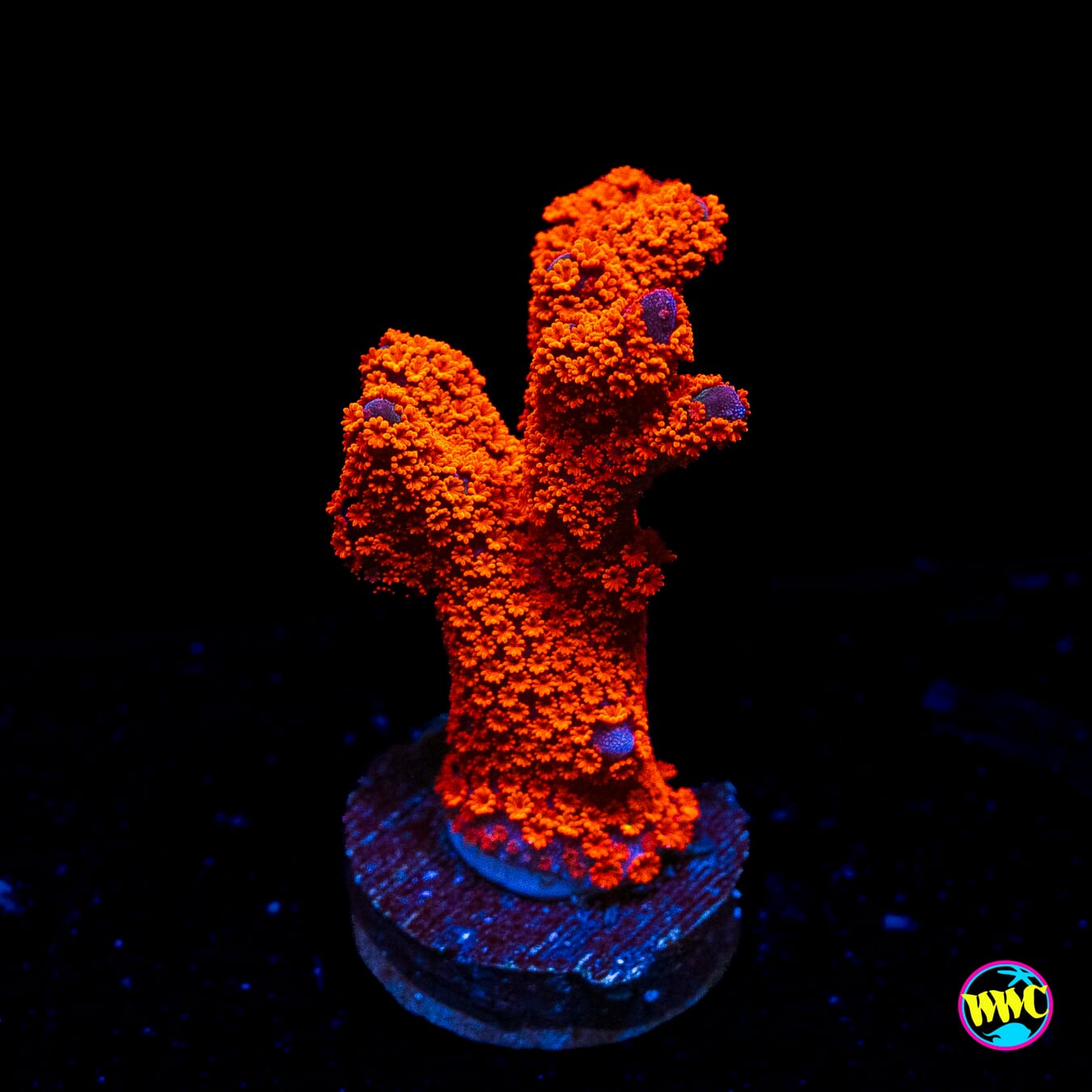 Superman Digitata Montipora
