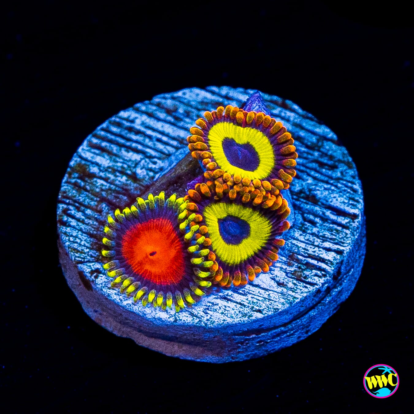 WWC Rising Suns and Fruit Loopz Combo Zoanthids