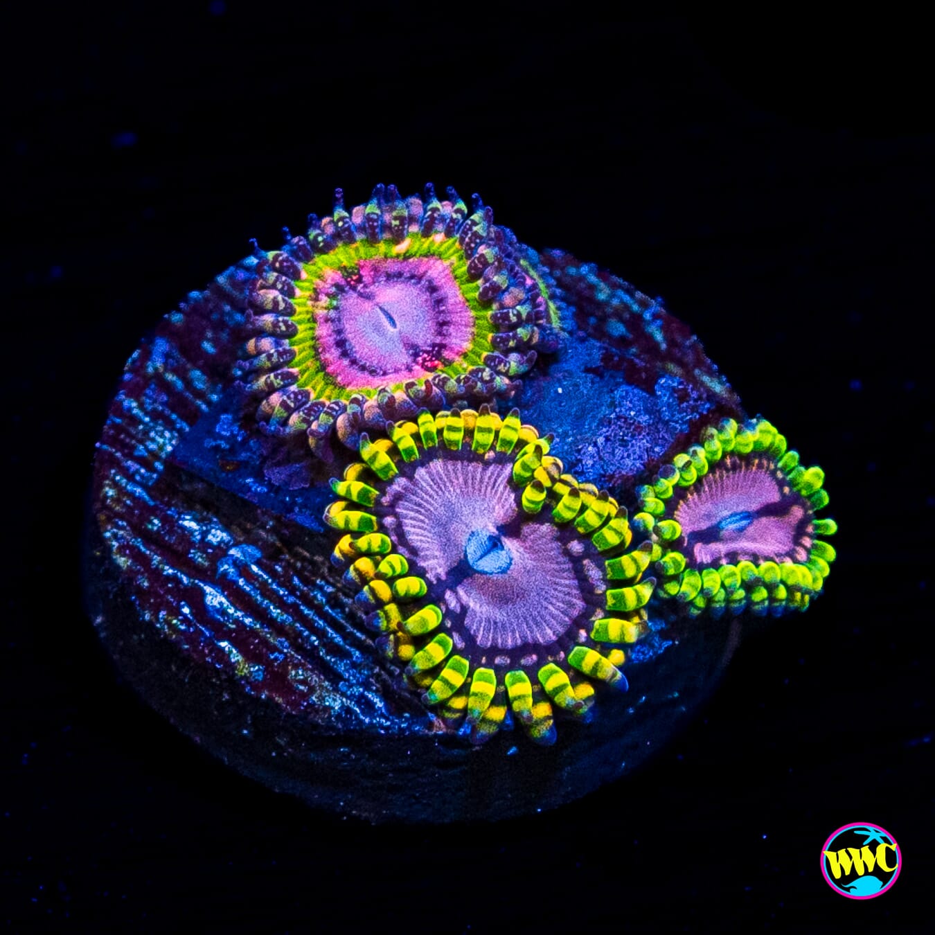WWC Pink Krakatoa and Purple Monsters Combo Zoanthids