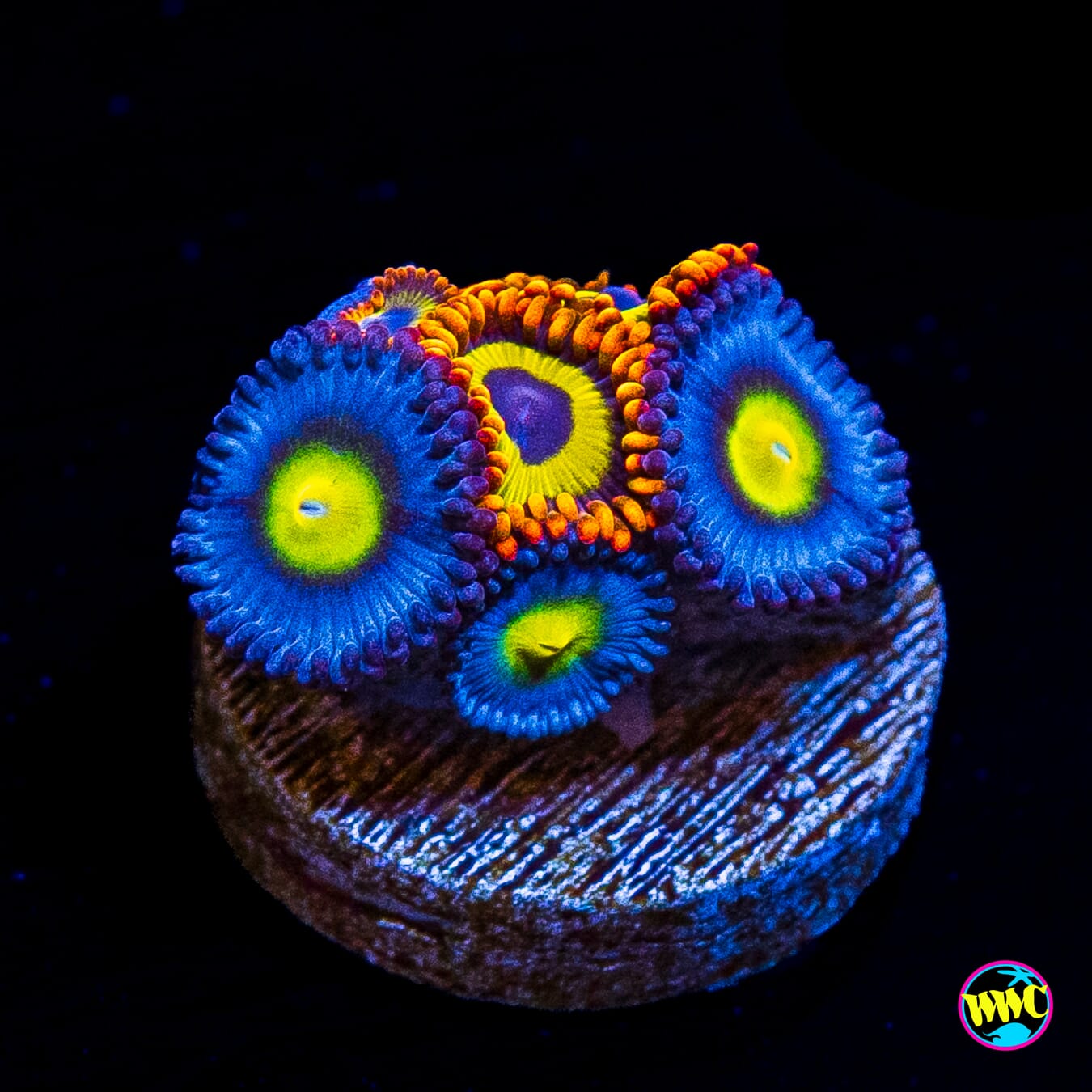 WWC AOI and Fruit Loopz Combo Zoanthids