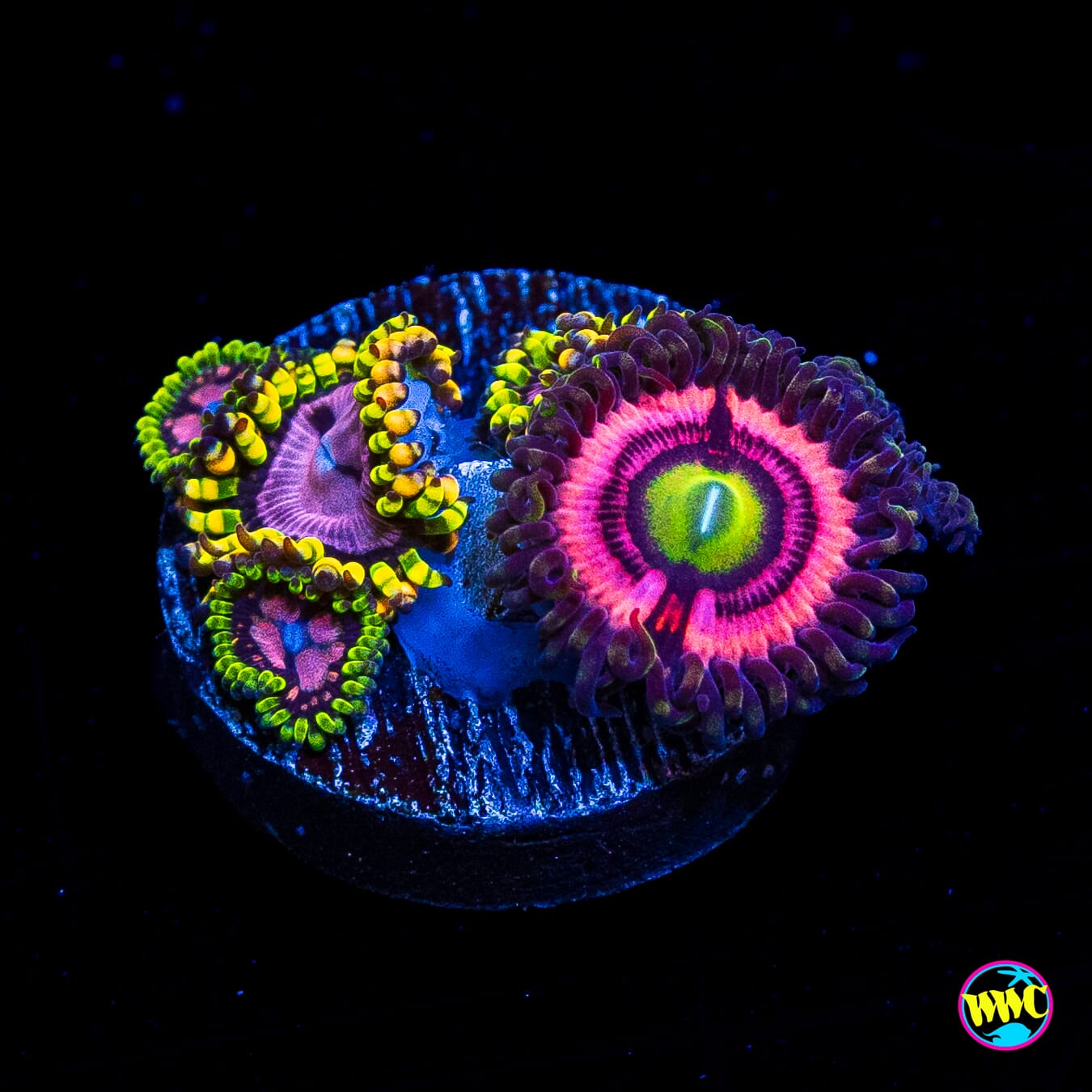 WWC Ultimate Bubble Gum Pink and Purple Monsters Combo Zoanthids