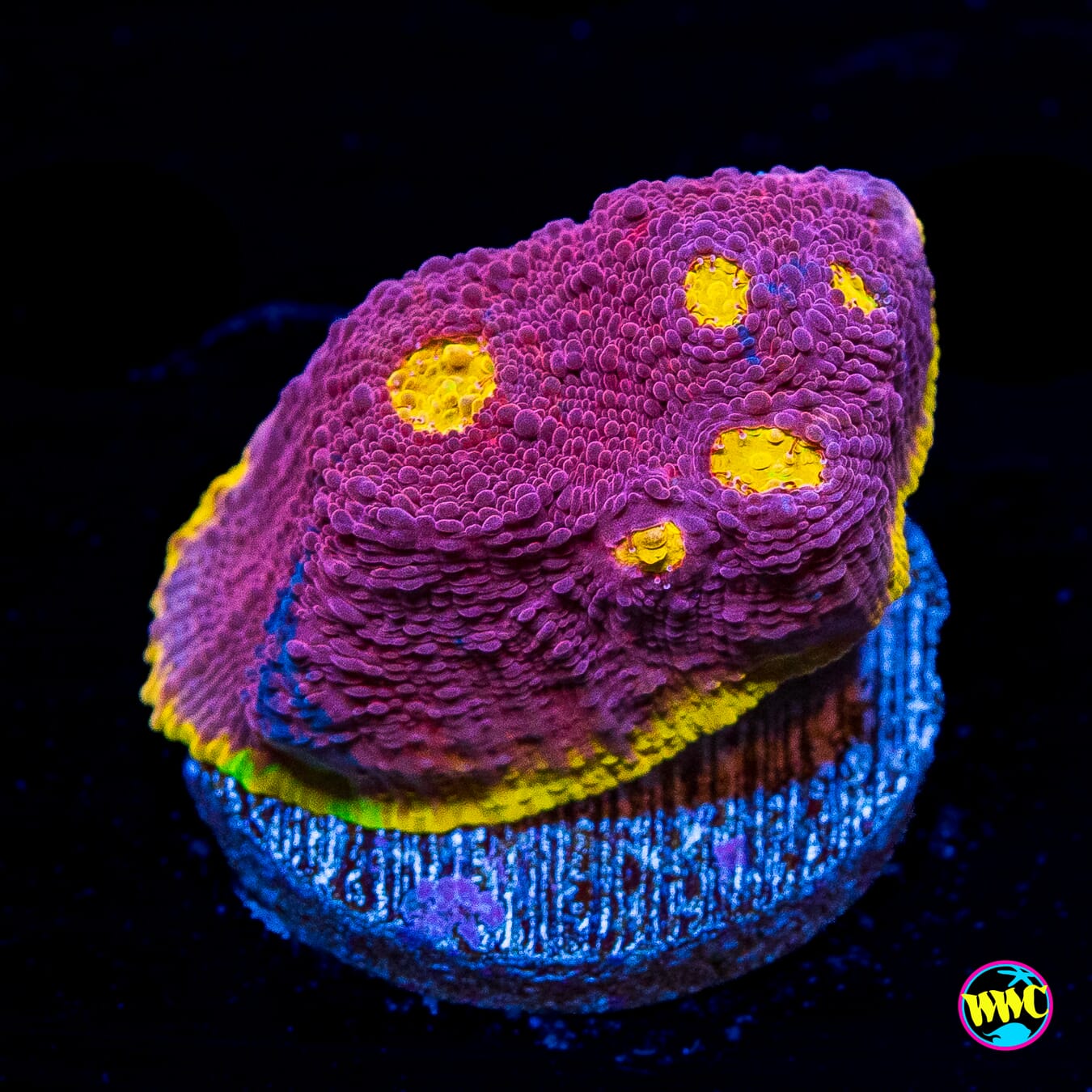 WWC Banana Boom Chalice